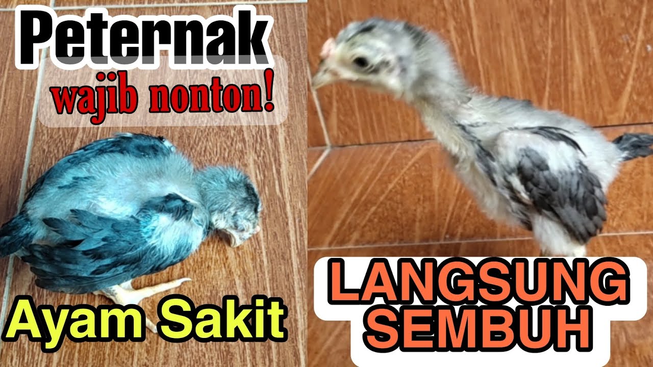PASTI SEMBUH❗CARA MENGOBATI AYAM SAKIT