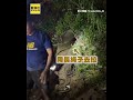 颱風夜前暖心救援！「人肉繩索」水溝救狗媽媽與6幼犬感動全網