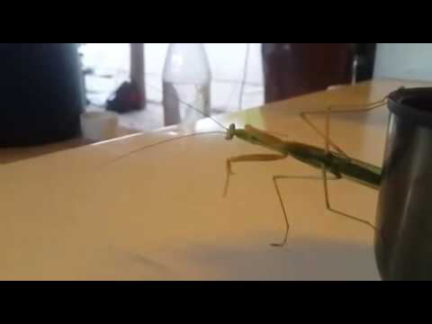 El baile de la Mantis