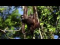 Bornean Orangutan Mating 