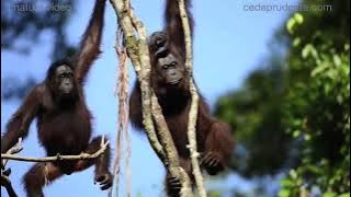 Bornean orangutan mating