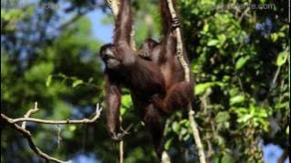 Bornean orangutan mating