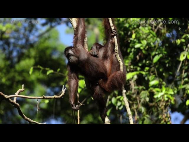 Yalangoch Ovsienko onlayn