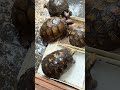 絶滅危惧種の亀🐢コロニー②