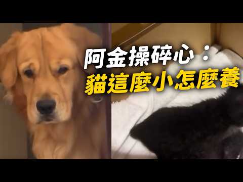 汪眉頭皺超緊！家裡多兩隻小奶貓 黃金獵犬操碎了心：這麼小怎麼養