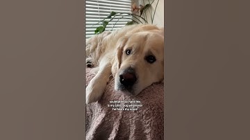 Thumbnail of When a blind dog hears his owner’s voice ❤️  #dylananderson