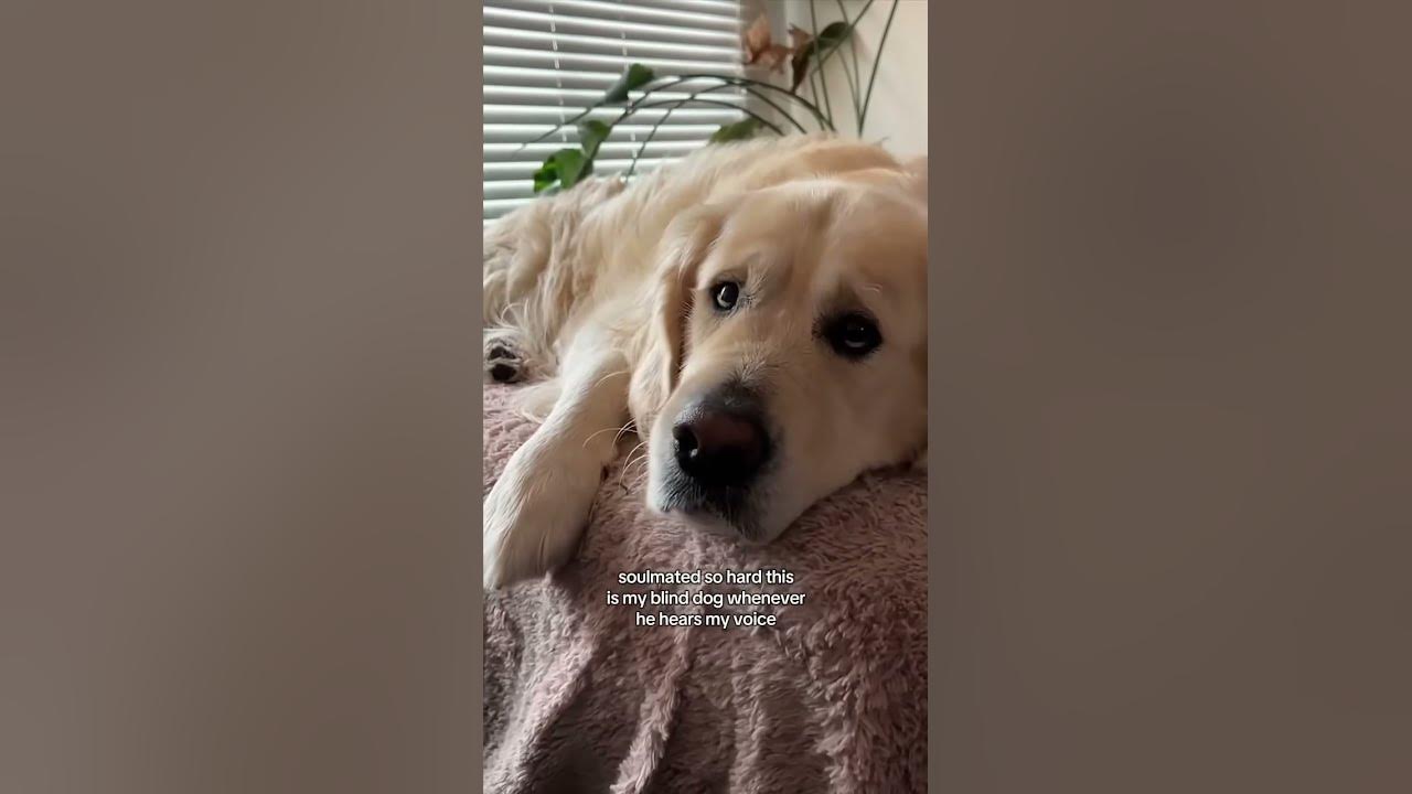 When a blind dog hears his owner’s voice ❤️  #dylananderson