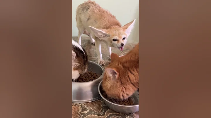 Video 4323771: scottish fold cat, bengal cat, cat exotic, cat loves eating