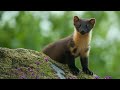 On the Trail of Pine Martens | Discover Wildlife | Robert E Fuller