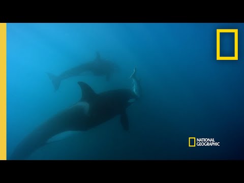 Orca Hunt Seven Gill Sharks | Orca vs. Great White