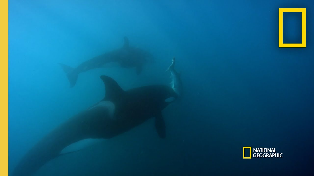 ⁣Orca Hunt Seven Gill Sharks | Orca vs. Great White