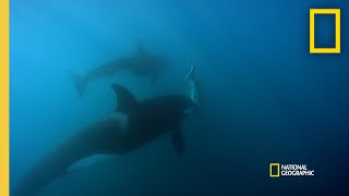 Orca Hunt Seven Gill Sharks | Orca vs. Great White