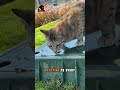 Why Cats Ignore You on Purpose
