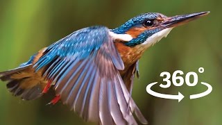 Flight of the Kingfisher VR / 360 Bird Flight Experience Wales screenshot 5