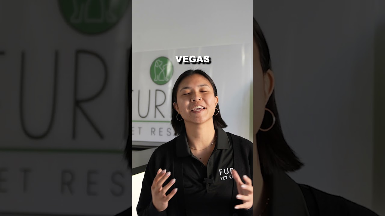 Pet Friendly Activities in Las Vegas | Part 1