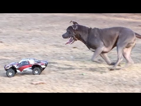 dog proof remote control car