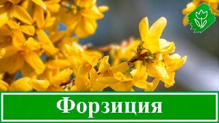 видео Бересклет крылатый как размножать и ухаживать за кустарником фото