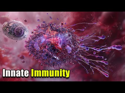 The Incredible Innate Immune System
