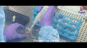 Step-by-Step Tutorial: Using the AXTEX-4D™ Assay Ready Tissueoid Kit