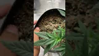Indoor Week 7 flip to 12/12