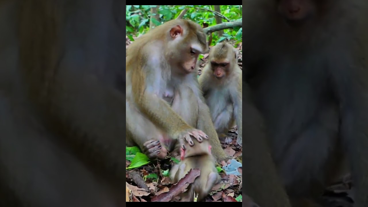 Monkey species: The baby monkey was crying, but its mother still wouldn't let it near her teats.