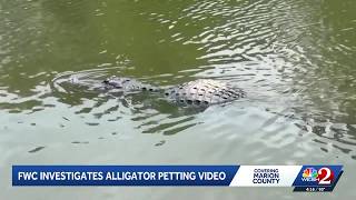 FWC looking into viral video of woman petting alligator in Marion County
