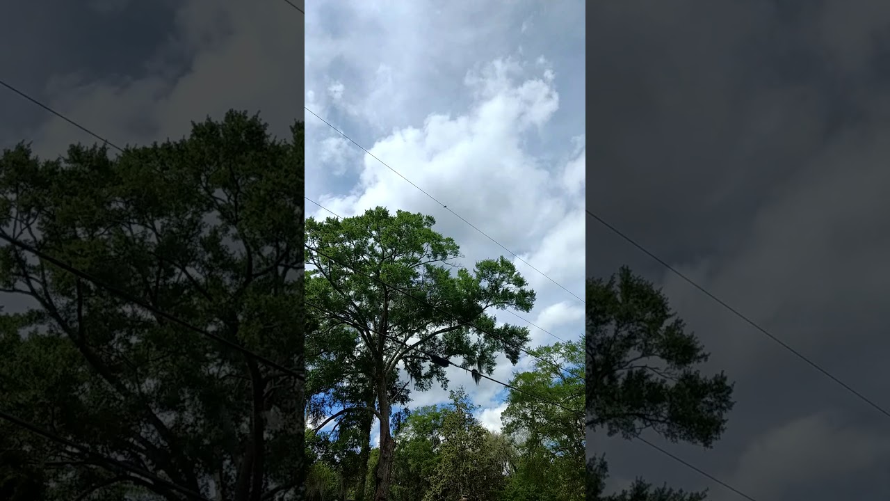 First sighting of baby Bluebird