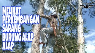 Download Lagu MELIHAT PERKEMBANGAN SARANG BURUNG ALAP ALAP MP3