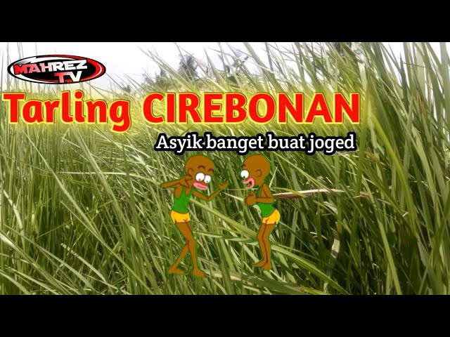 Tarling cirebonan || Manuk dara sepasang || pasti asyik buat joget class=