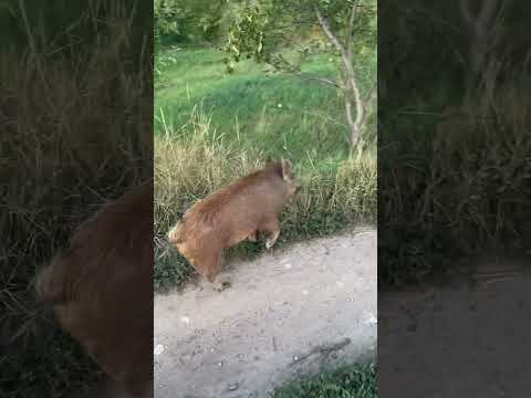 Спокойный,послушный ребёнок 😍 #hunting #fishing #животные #лесной #кабан #рыбалка #nature #animals