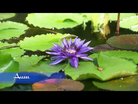 aum-chanting-~-om-at-396-hz-|-universal-mantra-➤-dissolves-negativity,-removes-fear