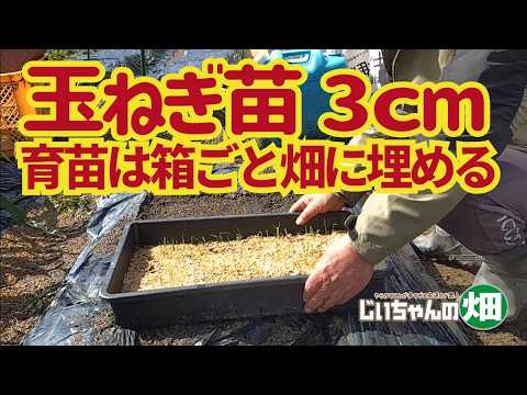 Winter-harvesting home onion cultivation, part 1. I moved the