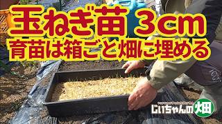 Winter-harvesting home onion cultivation, part 1. I moved the