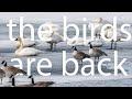 The Birds Are Back