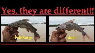 Common Hardhead Catfish Vs Stripped Hardhead Catfish Youtube
