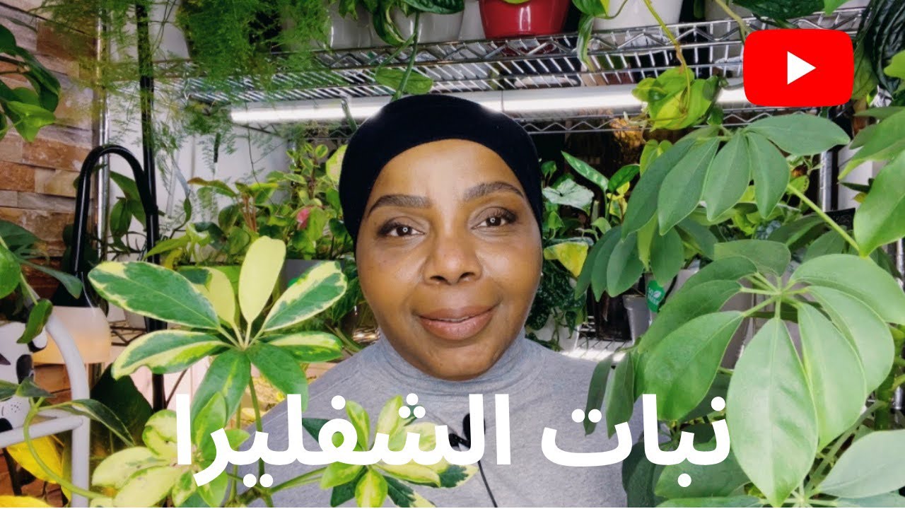 كيف العناية والاهتمام نبات الشفليرا ؟!  سقي وتجذير