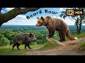 4K Video🎄😵💫 “Wild Boar vs Tiger – A Rare Moment in the Jungle!”(By Veo Ai)
