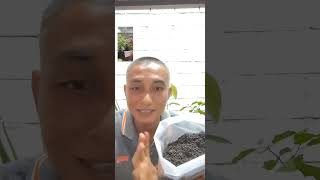 Download Lagu Tanah Hitam Sawit@Tanah Subur MP3