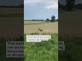 Watch out drivers: Deer may be getting drunk on fermented fruit