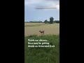 Watch out drivers: Deer may be getting drunk on fermented fruit