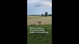 Watch out drivers: Deer may be getting drunk on fermented fruit