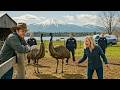 HOA Banned Chickens, So I Got Two Emus and Registered Them as 'Guard Birds'!