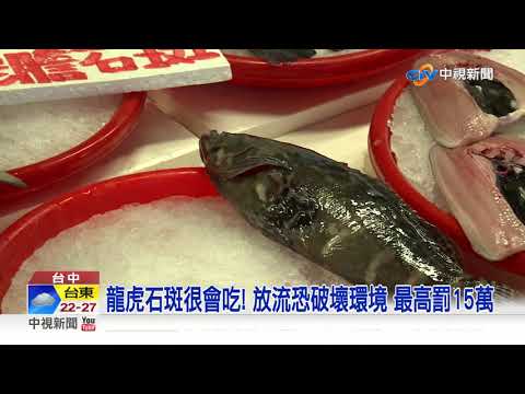 龍虎石斑被倒掉! 魚販爆:他們帶"近百萬"來買│中視新聞 20211026
