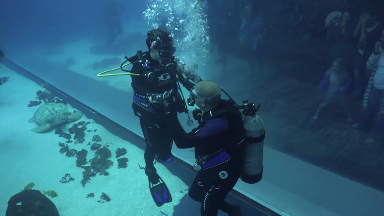 Diving in the aquarium 11/7/2016 YouTube