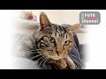 どこから来たんでしょう？【保護猫】