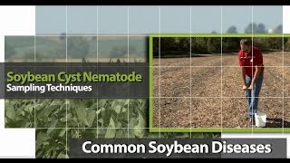 Sampling for Soybean Cyst Nematode