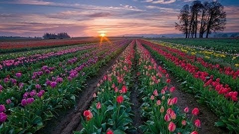 Hazza Al Balushi   Surah Maryam    هزاع البلوشي   سورة مريم