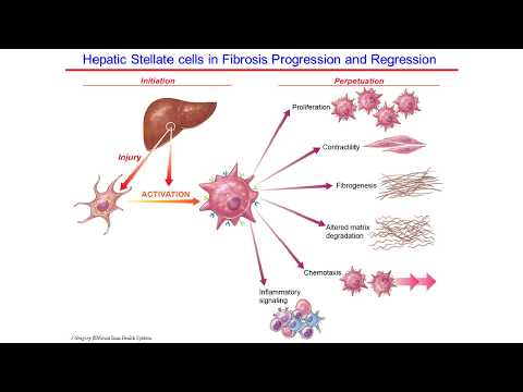 Deciphering Fibrosis: Drivers of Fibrotic Disease in the Liver and Heart