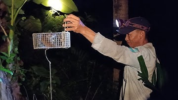 Bẫy chuột dừa.Cá độ bẫy chuột người chiến thắng cươi tươi #minhthiệnsóctrăng