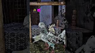 #kabootar #music #foryou #music #pigeon
